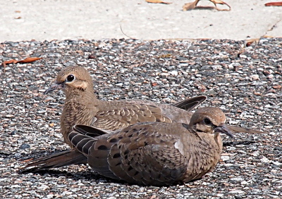 [Both birds are sitting on the road so their feet are not visible. They are close to each other, but not touching. The one in the back faces the left while the front one faces the right. The do not yet have the distinctive blue coloring around their eyes. Their bodies are mottled with black among the brown feathers.]